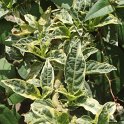 Brugmansia x candida f.vaiegata 'Maya'